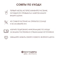 Роза Кордана Фейм_5