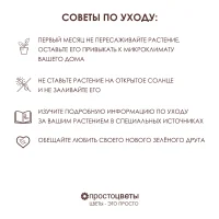 Анакампсерос Рубра_5